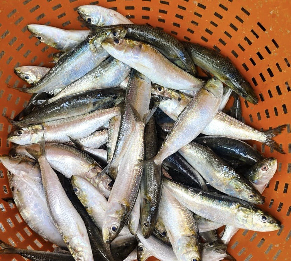Fresh fish catch at Veraval harbour